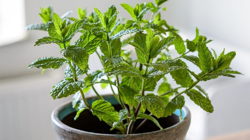 Không nên trồng nhiều cây bạc hà trong không gian kín