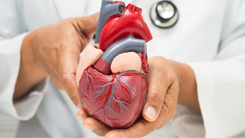 Omega 3-6-9 hỗ trợ ngăn ngừa bệnh tim mạch