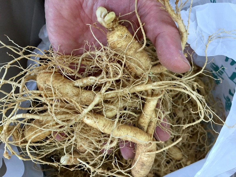 Có nên uống sâm trước khi đi ngủ không? Thời điểm tốt nhất để uống sâm1