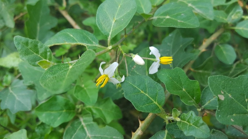 Có những cách chữa xơ gan tiêu biểu nào?