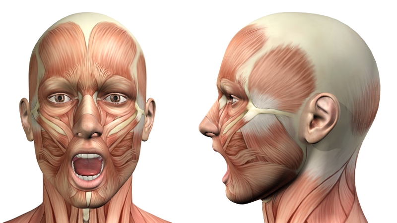 Cơ thái dương có chức năng gì? Cách giữ cho cơ khoẻ mạnh 2
