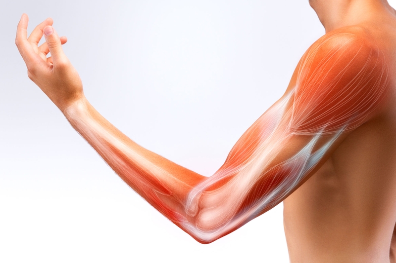 Bạn đã biết cơ thể người có khoảng bao nhiêu cơ 2