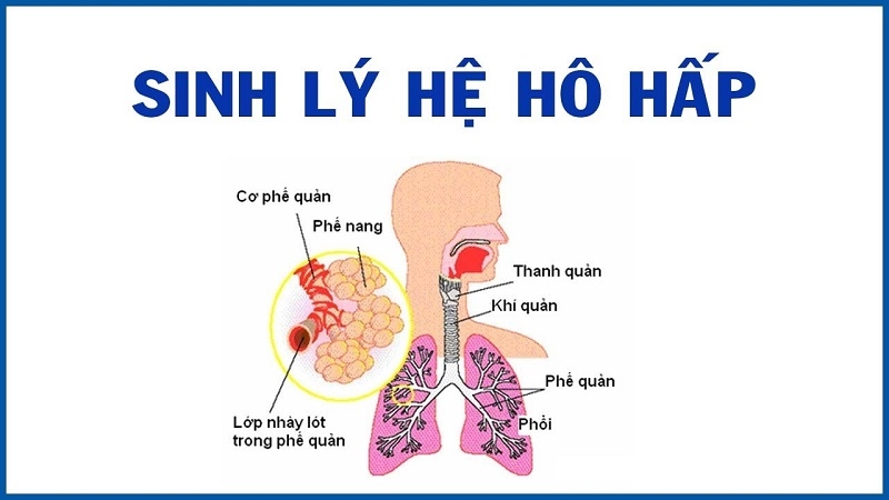 Cơ thể người gồm mấy phần? Hệ thống cấu tạo cơ thể người 2