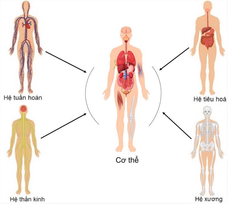 Cơ thể người gồm mấy phần? Hệ thống cấu tạo cơ thể người 3
