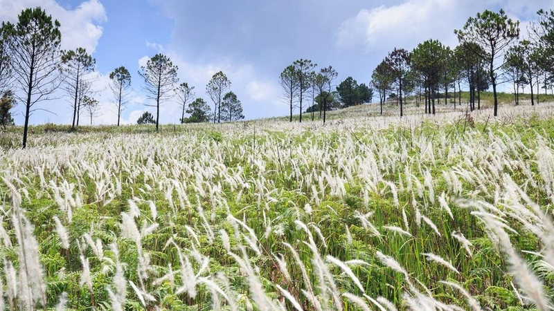 Cỏ tranh: Dược liệu truyền thống với lợi ích cho sức khỏe 1