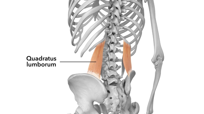Cơ vuông thắt lưng: cấu tạo, chức năng và bệnh liên quan 1