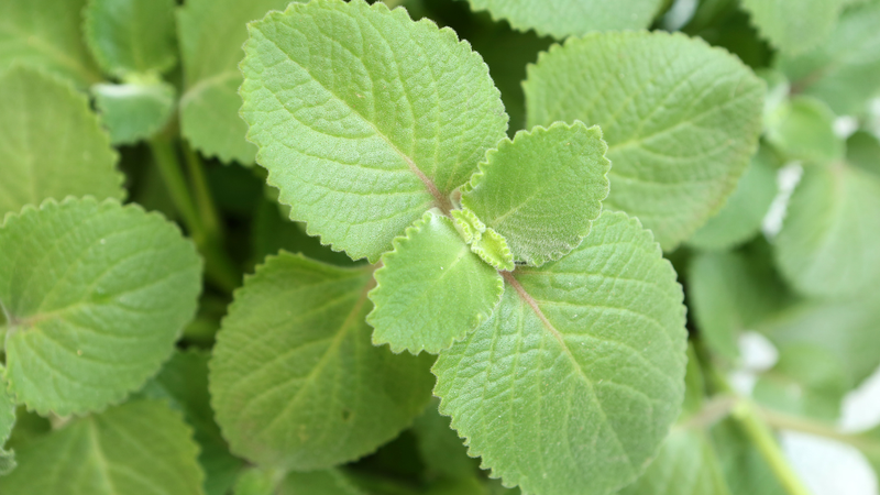 codatux-co-dung-duoc-cho-ba-bau-khong-lua-chon-tri-ho-an-toan-cho-ba-bau 2