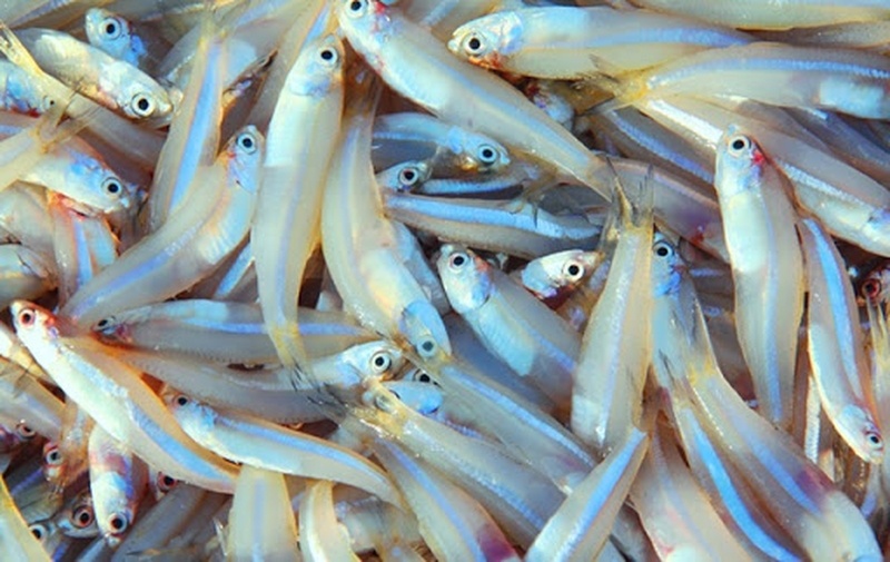 nhung-loi-ich-suc-khoe-tuyet-voi-cua-ca-com-doi-voi-tre-nho-1