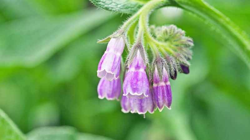 Comfrey: Thành phần và những cảnh báo liên quan đến rủi ro khi sử dụng 1