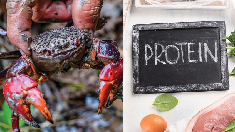 Con chù ụ: Đặc sản Cà Mau giàu dinh dưỡng 1