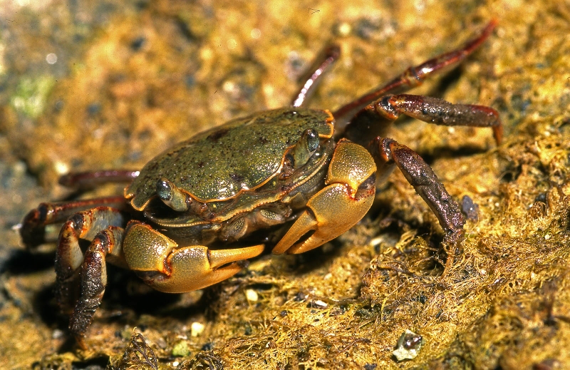 con-dam-dong-la-con-gi-va-mot-so-thong-tin-can-biet-ve-con-dam-rong 1.jpg