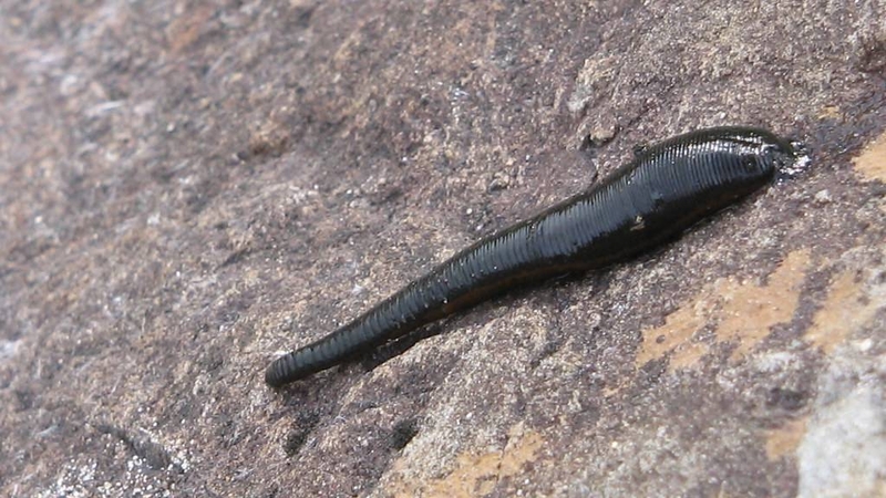 Con đỉa là loài động vật không xương sống thuộc ngành Giun đốt