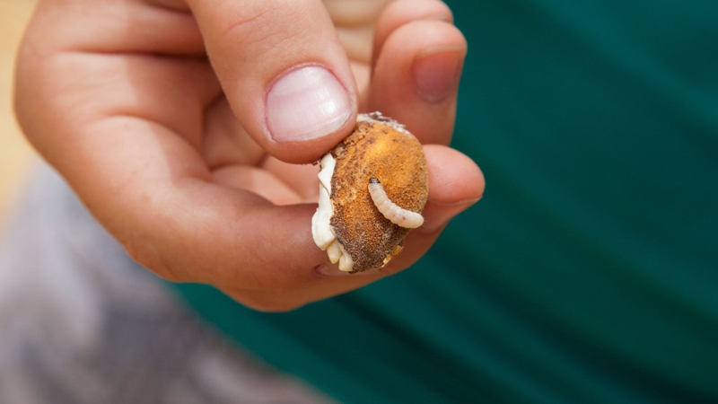 Dòi có thể ứng dụng trong điều trị thông qua liệu pháp dòi vô trùng MDT