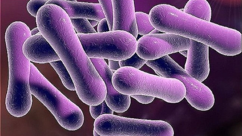 Con đường lây nhiễm bệnh bạch hầu? 1