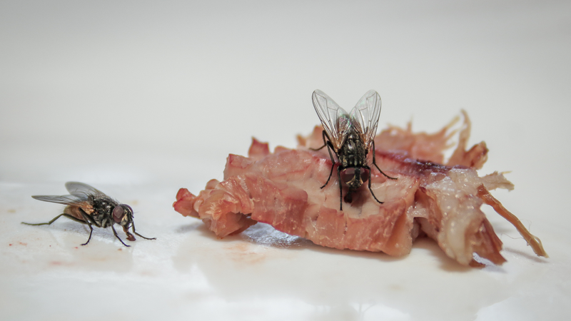 Ruồi đậu lên thức ăn, tăng nguy cơ gây ngộ độc thực phẩm và nhiễm trùng đường ruột