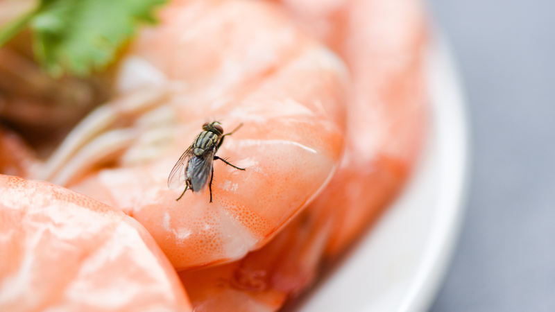 Ruồi là tác nhân gây ô nhiễm thực phẩm ở những khu vực kém vệ sinh