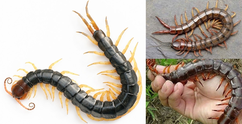 Hướng dẫn sơ cứu khi bị rết cắn 1