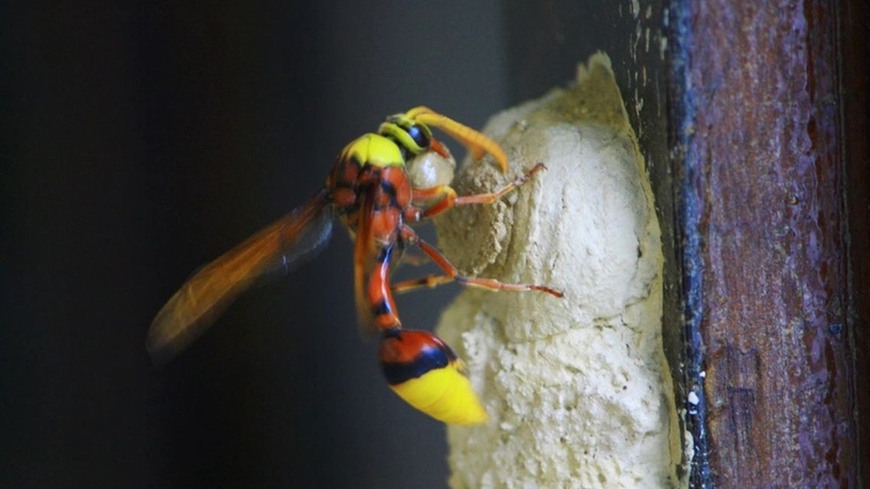 Cần xử lý nếu phát hiện tổ tò vò ở nơi sinh sống