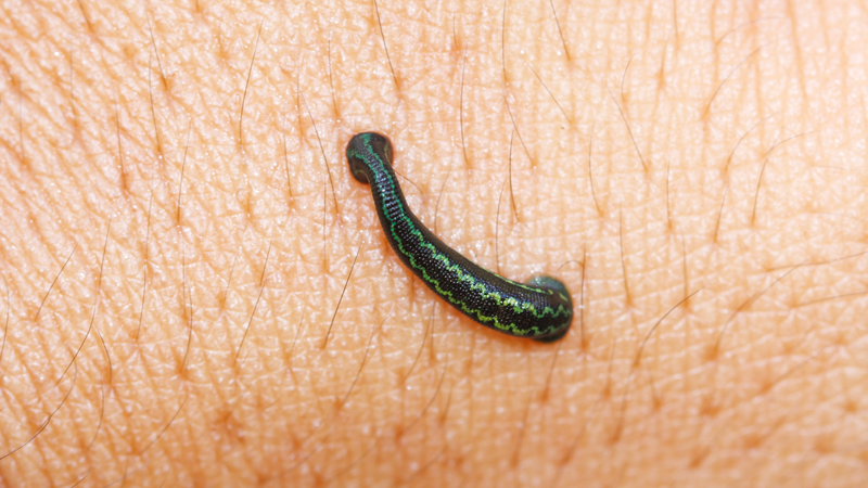 Vết cắn của vắt thường không nguy hiểm, nhưng có thể gây khó chịu và tiềm ẩn nguy cơ nhiễm trùng