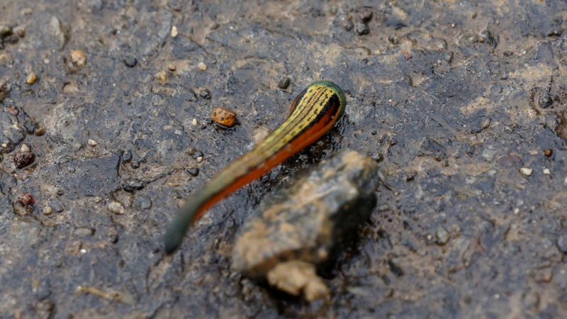 Con vắt là sinh vật thường gặp ở rừng núi, nơi ẩm ướt