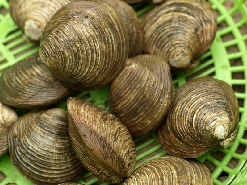 con-vop-la-con-gi-va-mot-so-thong-tin-can-biet-ve-con-vop 1.jpg