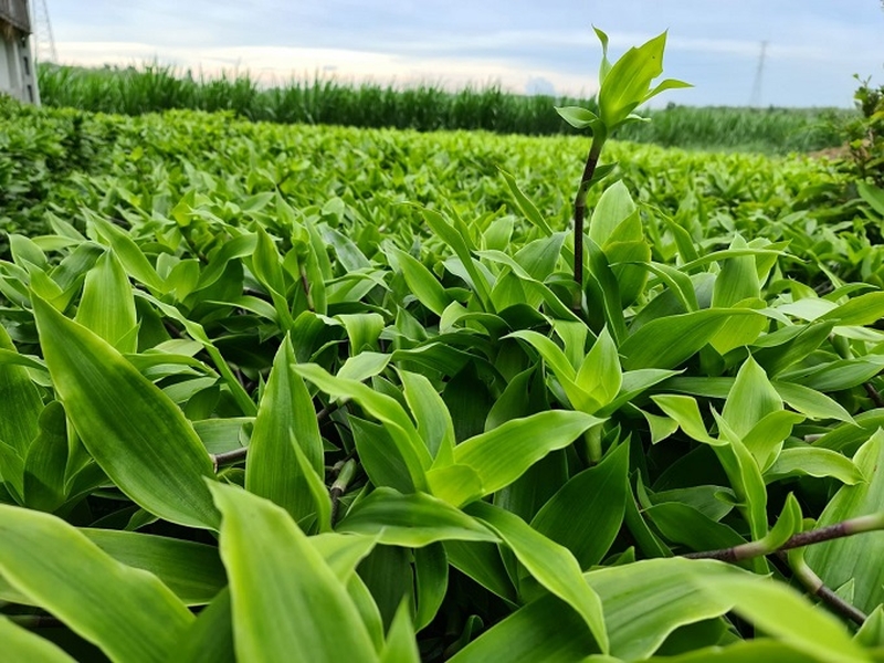 Công dụng của cây lược vàng chữa viêm họng vô cùng hiệu quả 2