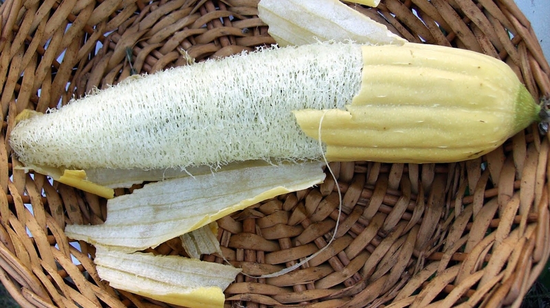 Mách bạn các mẹo dân gian trị sa tử cung an toàn và hiệu quả 1