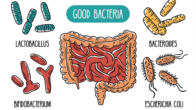 Công dụng của bào tử lợi khuẩn Bacillus đối với trẻ nhỏ 1