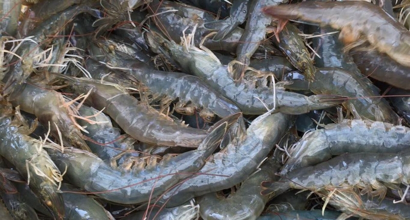 Công dụng của củ dền đối với sức khỏe và 4 công thức nấu củ dền cho bé ăn dặm 3