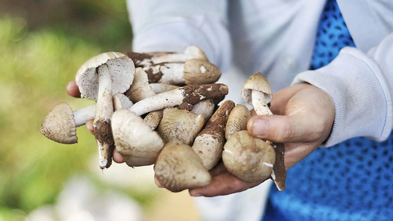 Công dụng của nấm mối đối với sức khỏe 3