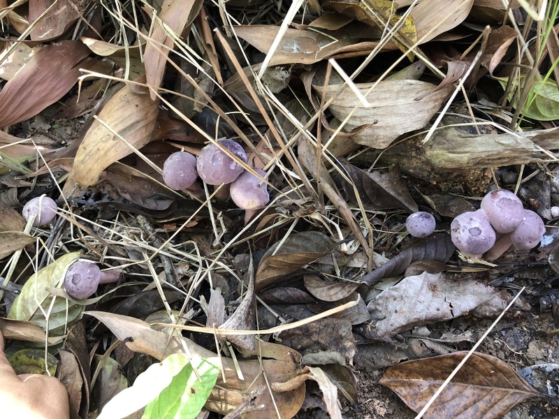 Công dụng của nấm tràm như thế nào?-1