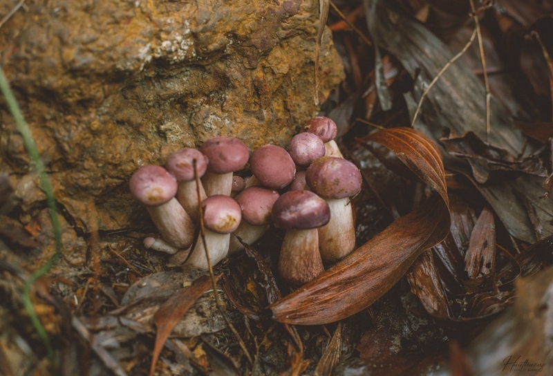 Công dụng của nấm tràm như thế nào?-2