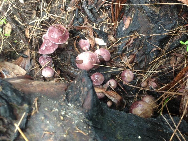 Công dụng của nấm tràm như thế nào?-3