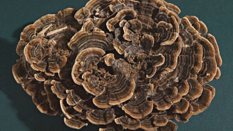 Công dụng của nấm vân chi tốt cho sức khỏe-1