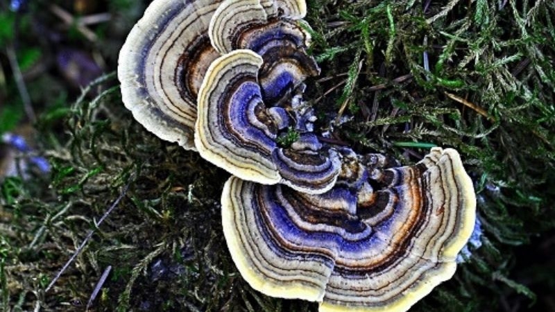 Công dụng của nấm vân chi tốt cho sức khỏe-3