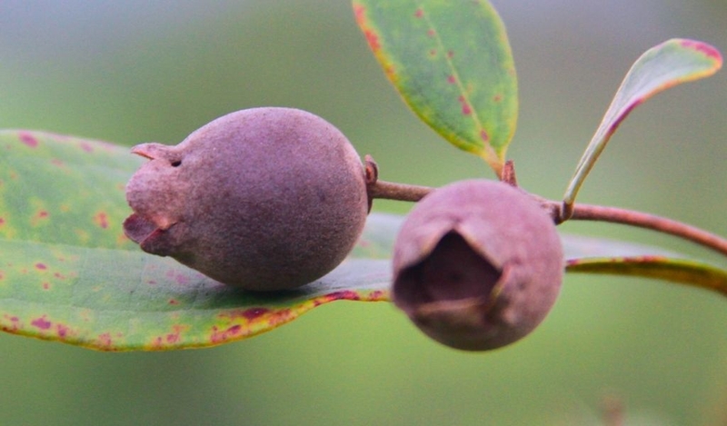 Công dụng của quả sim với sức khỏe? Cách ngâm rượu sim chuẩn vị 1