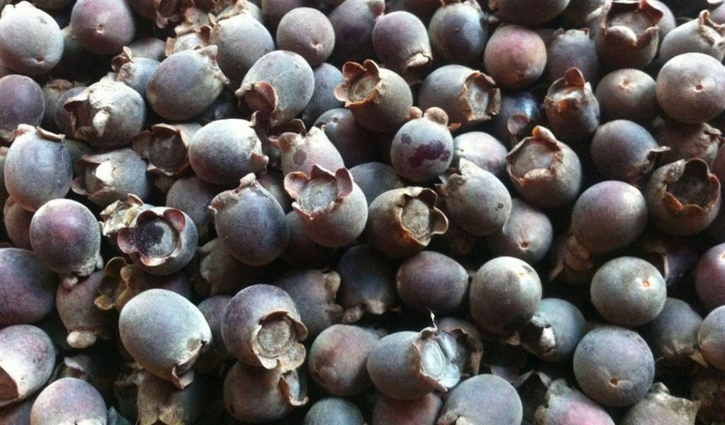 Công dụng của quả sim với sức khỏe? Cách ngâm rượu sim chuẩn vị 3