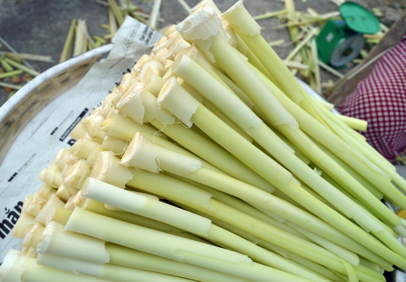 Công dụng của bồn bồn là gì? Bà bầu ăn rau bồn bồn được không? 1