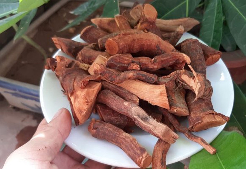 Công dụng của rễ cây mú từn là gì? Những điểm cần lưu ý khi sử dụng 1
