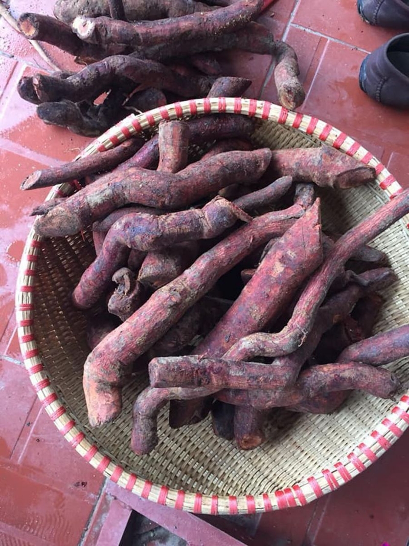 Công dụng của rễ cây mú từn là gì? Những điểm cần lưu ý khi sử dụng 2