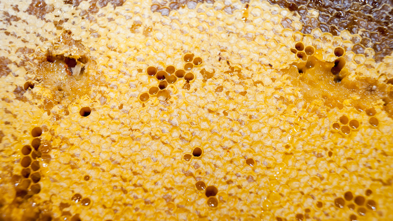 Sữa ong chúa là gì? Các tác dụng của sữa ong chúa với sức khỏe 1