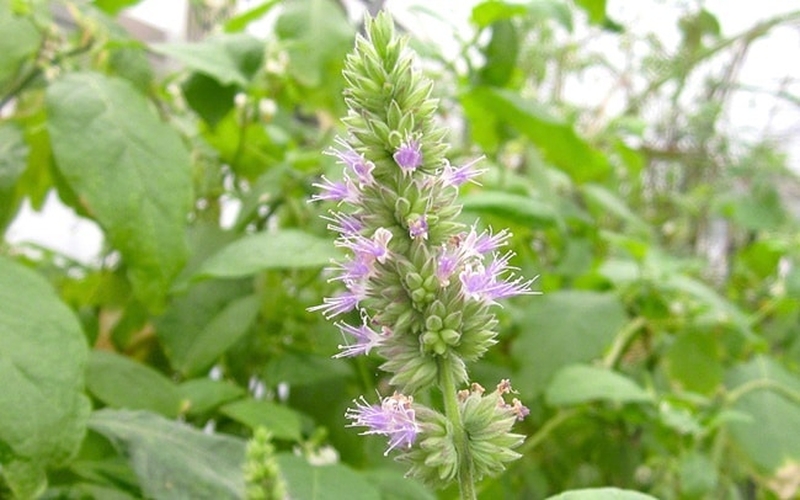 Công dụng dưỡng tóc trị gàu của Hoắc hương