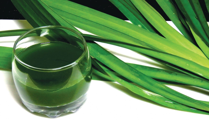 Công dụng thần kỳ của lá dứa hạ đường huyết cho người bị tiểu đường 1