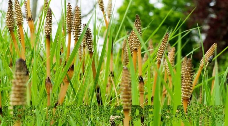 Công dụng tuyệt vời của cỏ đuôi ngựa mà bạn nên biết 1