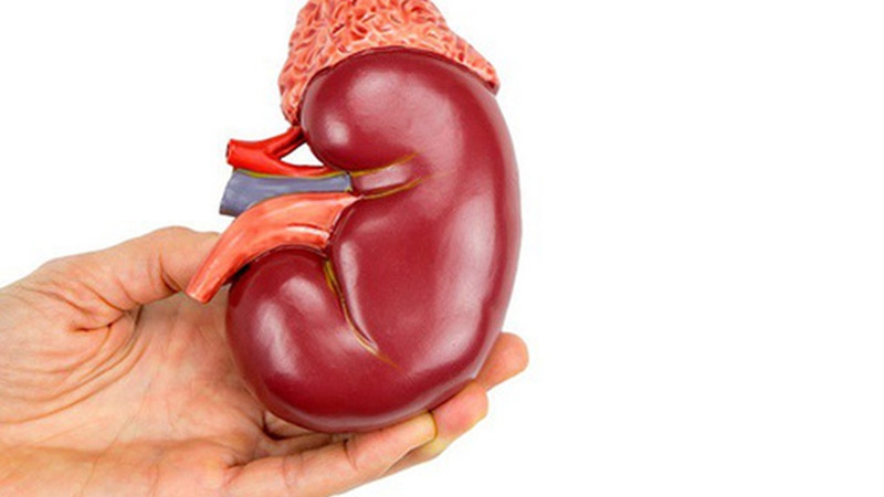 Công dụng tuyệt vời của lá từ bi chữa sỏi thận ít ai biết 3