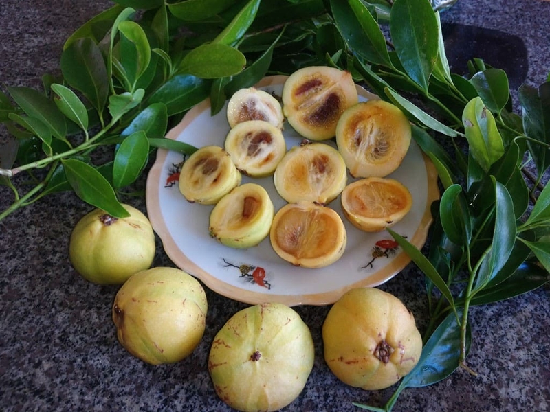 Công dụng tuyệt vời của quả bứa mà bạn nên biết 2