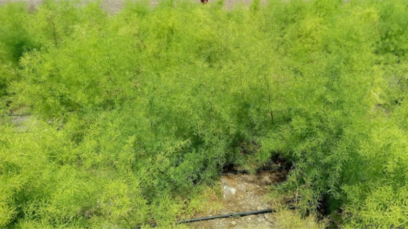 Công dụng tuyệt vời từ thiên môn chùm 1