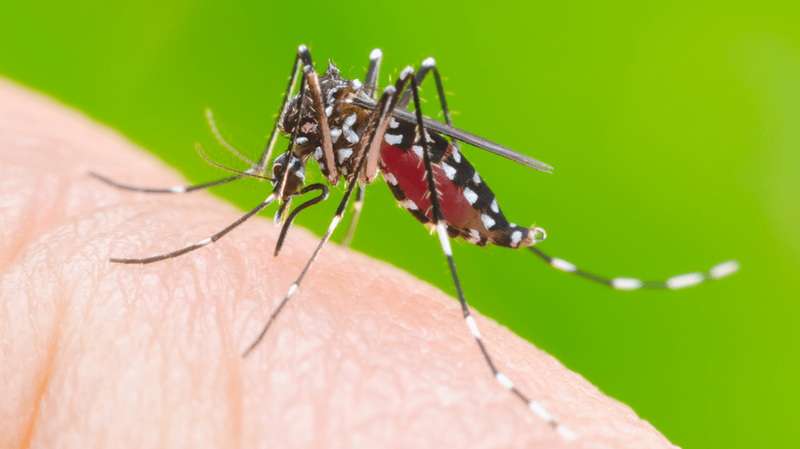 Công nghệ sinh học: Giải pháp mới khống chế sốt xuất huyết 1