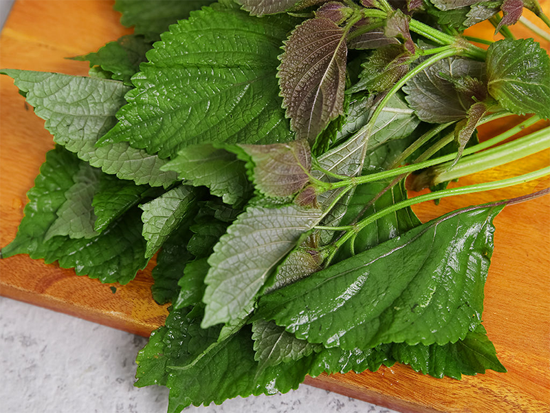 Mách bạn 2 cách nấu nước lá tía tô uống đẹp da cực hiệu quả 3