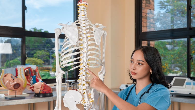 Ở người trưởng thành, cột sống thường bao gồm 33 - 34 đốt sống